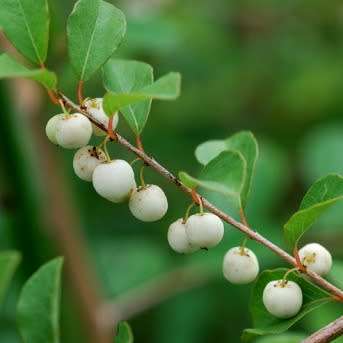 Flueggea virosa, White berry-bush Tree Seeds - Indigenous Edible Fruit Tree - Shrub