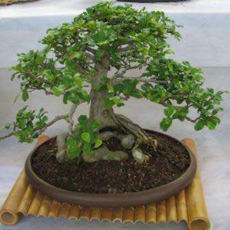 Ficus craterostoma - Blunt-leaved Forest Strangler Fig Bonsai Tree, 10 Seed Pack - Indigenous
