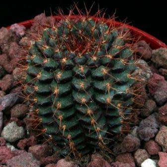 Frailea angelesii Seeds - Rare Exotic Cactus Succulent - Combined Global Shipping