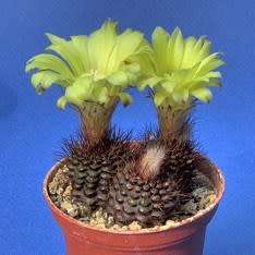 Frailea angelesii Seeds - Rare Exotic Cactus Succulent - Combined Global Shipping