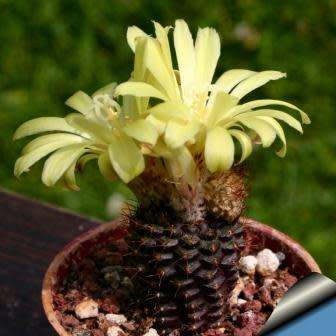Frailea angelesii Seeds - Rare Exotic Cactus Succulent - Combined Global Shipping