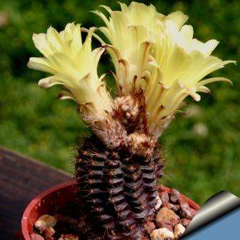 Frailea angelesii Seeds - Rare Exotic Cactus Succulent - Combined Global Shipping