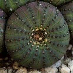 Frailea castanea Seeds - Rare Exotic Cactus Succulent - Combined Global Shipping
