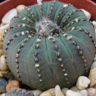 Frailea castanea Seeds - Rare Exotic Cactus Succulent - Combined Global Shipping
