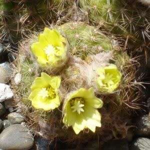 Frailea cataphracta Seeds - Rare Exotic Cactus Succulent - Combined Global Shipping