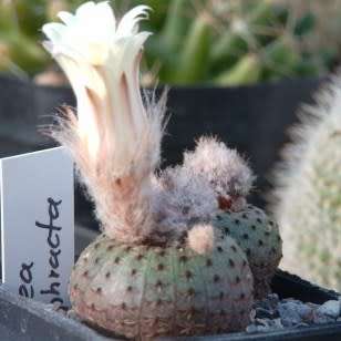 Frailea cataphracta Seeds - Rare Exotic Cactus Succulent - Combined Global Shipping