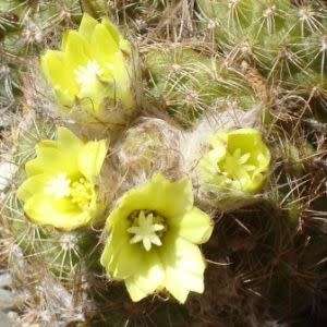 Frailea cataphracta Seeds - Rare Exotic Cactus Succulent - Combined Global Shipping