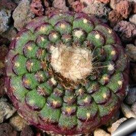 Frailea cataphracta Seeds - Rare Exotic Cactus Succulent - Combined Global Shipping