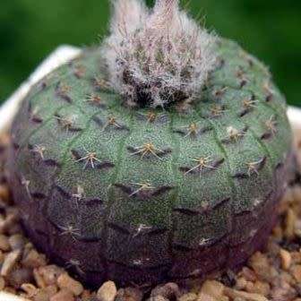 Frailea cataphracta Seeds - Rare Exotic Cactus Succulent - Combined Global Shipping