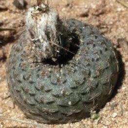 Frailea cataphracta Seeds - Rare Exotic Cactus Succulent - Combined Global Shipping