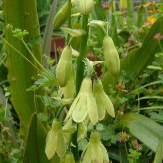Galtonia regalis Seeds - Sow Autumn - Indigenous South African Bulbs Seeds