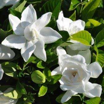 Gardenia jasminoides Seeds - Cape Jasmine Tree or Shrub, NEW