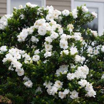Gardenia jasminoides Seeds - Cape Jasmine Tree or Shrub, NEW