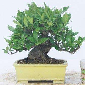 Gardenia jasminoides - Cape Jasmine Bonsai - 5 Seeds + FREE Gifts Seeds + Bonsai eBook, NEW