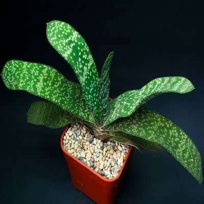 Gasteria disticha - 5 Seed Pack - Indigenous Endemic Succulent - Flat Ship Rate - NEW