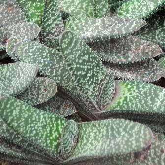 Gasteria disticha - 5 Seed Pack - Indigenous Endemic Succulent - Flat Ship Rate - NEW
