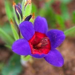 Geissorhiza eurystigma Seeds - Ultra Rare - Sow Autumn - South African Endemic Bulb