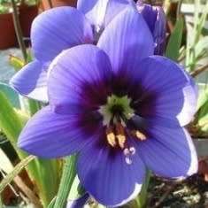 Geissorhiza splendidissima Seeds - Indigenous South African Perennial Bulb - Combined Shipping