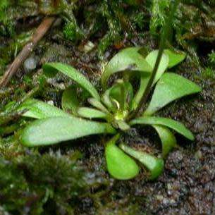 Carnivorous Corkscrew Plant - Genlisea hispidula Seeds - Indignous to South Africa