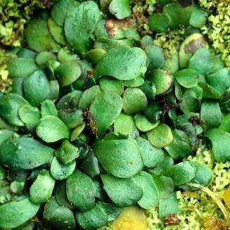 Carnivorous Corkscrew Plant - Genlisea hispidula Seeds - Indignous to South Africa