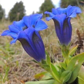 Gentiana acaulis Seeds - Trumpet Gentian Seeds - Perennial Seeds for Sale in South Africa