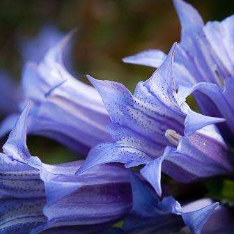 Gentiana acaulis Seeds - Trumpet Gentian Seeds - Perennial Seeds for Sale in South Africa