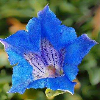 Gentiana acaulis Seeds - Trumpet Gentian Seeds - Perennial Seeds for Sale in South Africa