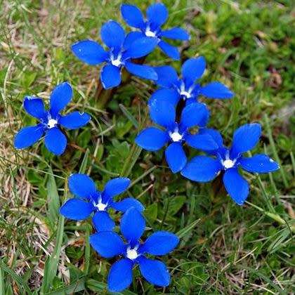 10+ Gentiana verna Seeds - Spring Gentian Seeds - Perennial Seeds for Sale in South Africa