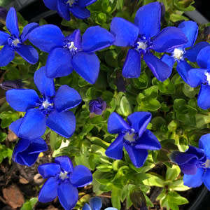 10+ Gentiana verna Seeds - Spring Gentian Seeds - Perennial Seeds for Sale in South Africa