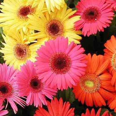 Gerbera jamesonii, Barberton Daisy - 10 Seed Pack Indigenous Perennial Combined Global Shipping- New