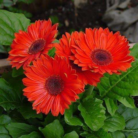Gerbera jamesonii, Barberton Daisy - 10 Seed Pack Indigenous Perennial Combined Global Shipping- New