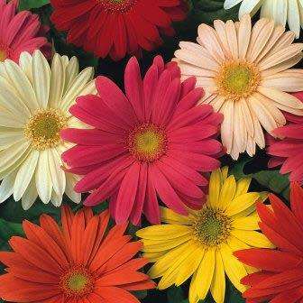 Gerbera jamesonii, Barberton Daisy - 10 Seed Pack Indigenous Perennial Combined Global Shipping- New