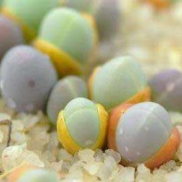 Gibbaeum comptonii Seeds -  Indigenous South African Endemic Succulent Mesemb - Sementes