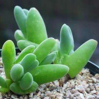 10+ Gibbaeum shandii Seeds -  Indigenous South African Native Succulent Mesemb - Sementes