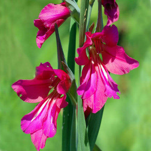 Gladiolus communis Seeds - Exotic Mediterranean Perennial Bulb - Cut Flowers - Combined Shipping