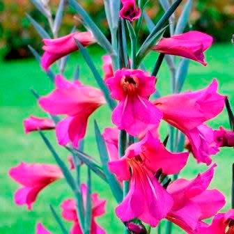 Gladiolus communis Seeds - Exotic Mediterranean Perennial Bulb - Cut Flowers - Combined Shipping