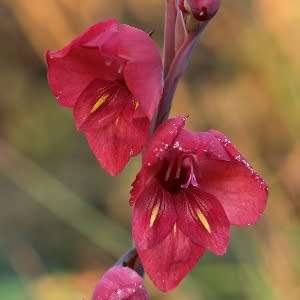 5 Gladiolus flanaganii Suicide Lily Seeds - Sow Autumn - South African Indigenous Perennial Bulb