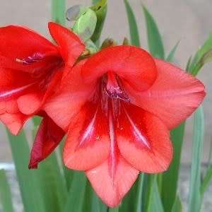 5 Gladiolus flanaganii Suicide Lily Seeds - Sow Autumn - South African Indigenous Perennial Bulb