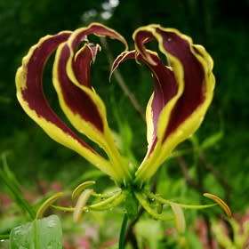 Gloriosa carsonii - 5 Seed Pack - Beautiful Rare Indigenous Tuberous Perennial Climber Vine - NEW