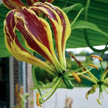 Gloriosa carsonii Seeds - Beautiful Rare Indigenous Tuberous Perennial Climber Vine - NEW