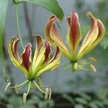 Gloriosa carsonii Seeds - Beautiful Rare Indigenous Tuberous Perennial Climber Vine - NEW