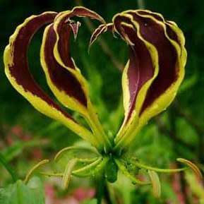 Gloriosa carsonii Seeds - Beautiful Rare Indigenous Tuberous Perennial Climber Vine - NEW
