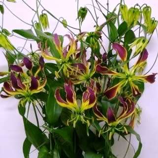 Gloriosa carsonii Seeds - Beautiful Rare Indigenous Tuberous Perennial Climber Vine - NEW