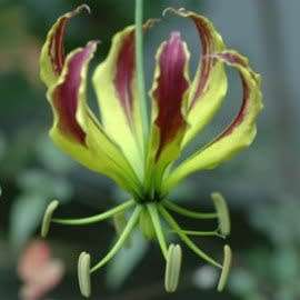 Gloriosa carsonii Seeds - Beautiful Rare Indigenous Tuberous Perennial Climber Vine - NEW