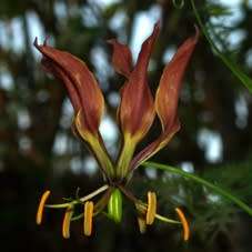 Gloriosa carsonii Seeds - Beautiful Rare Indigenous Tuberous Perennial Climber Vine - NEW