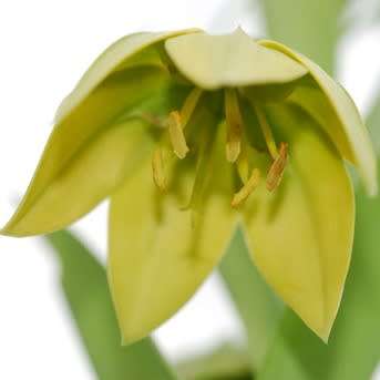 Gloriosa flavovirens Seeds - Beautiful Angolan Tuberous Perennial Climber Vine - NEW