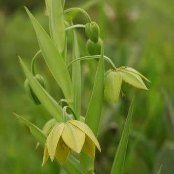 Gloriosa flavovirens Seeds - Beautiful Angolan Tuberous Perennial Climber Vine - NEW