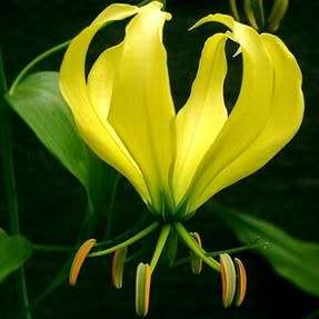 Gloriosa greenii Seeds - Beautiful & Rare Indigenous Tuberous Perennial Climber Vine - NEW