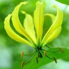 Gloriosa greenii Seeds - Beautiful & Rare Indigenous Tuberous Perennial Climber Vine - NEW