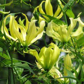 Gloriosa greenii Seeds - Beautiful & Rare Indigenous Tuberous Perennial Climber Vine - NEW